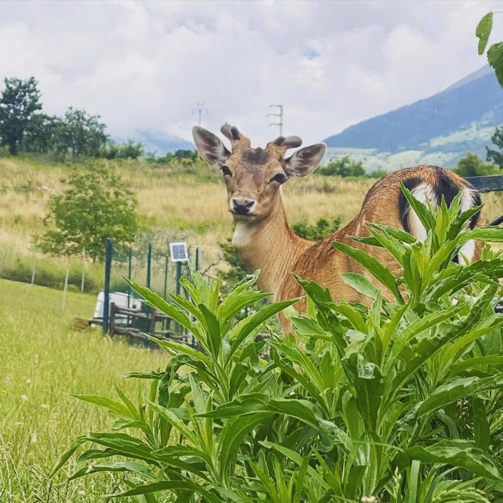 Animali della fattoria nei terreni della tenuta