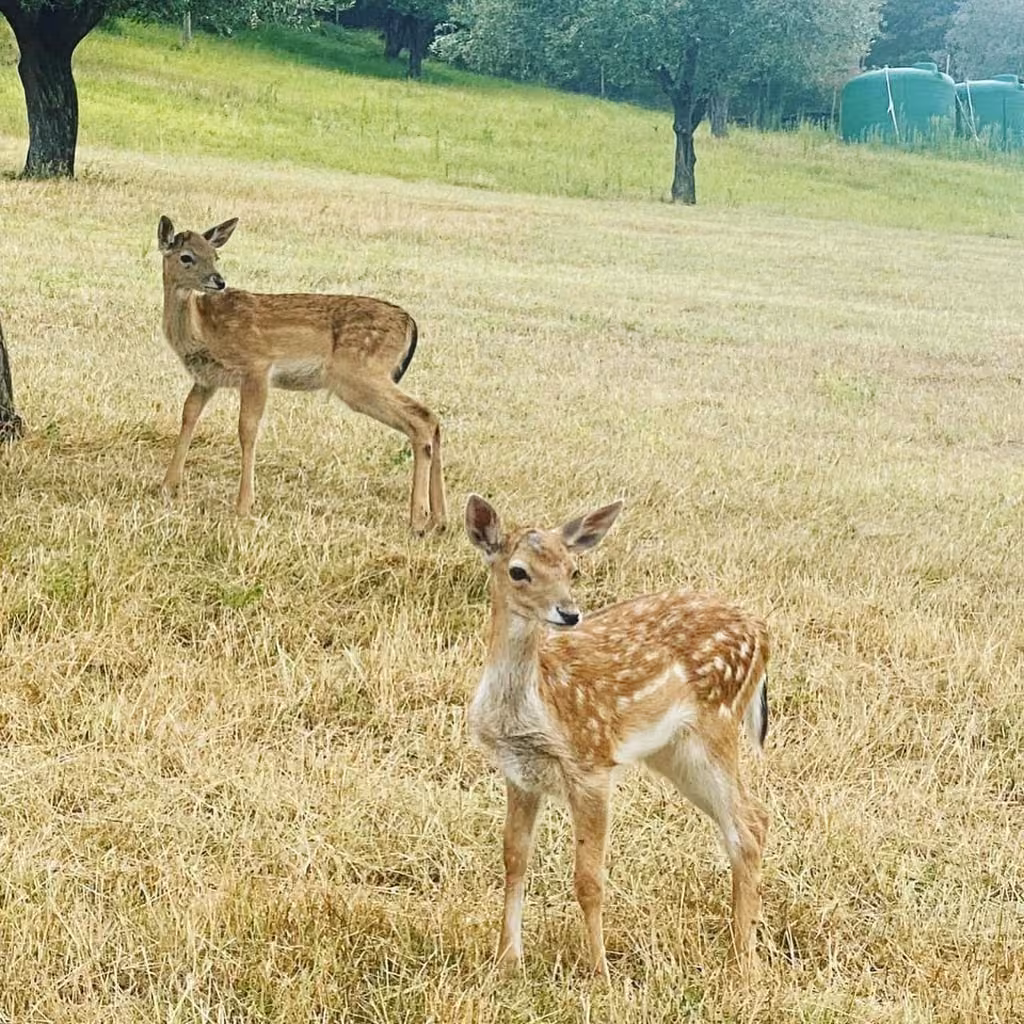 Animali della fattoria tra gli ulivi