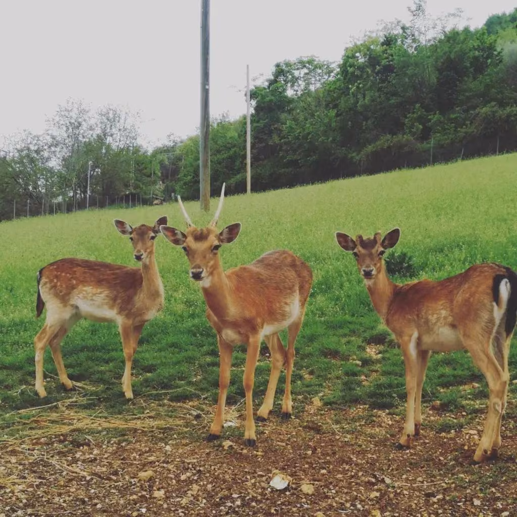 Animali della fattoria nei terreni della Tenuta Del Daino ad Alvito